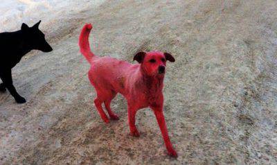 perro-facebook-noticia-830099