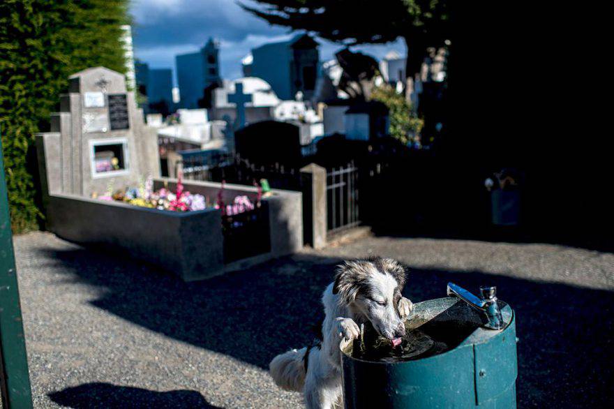 Cane al cimitero ©Getty