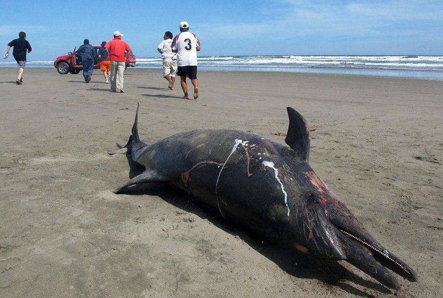 Delfino morto in spiaggia ©Getty