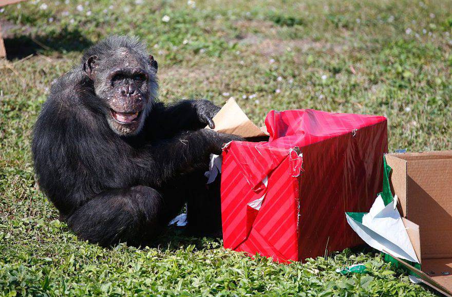 Scimpanzé ©Getty
