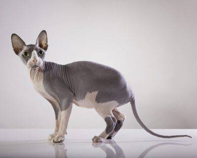 sphynx