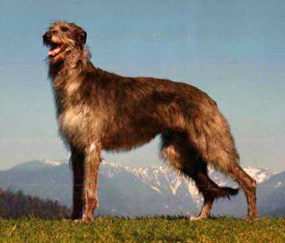 deerhound