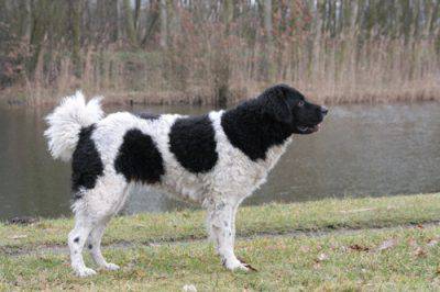 spaniel olandese