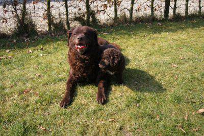 spaniel olandese