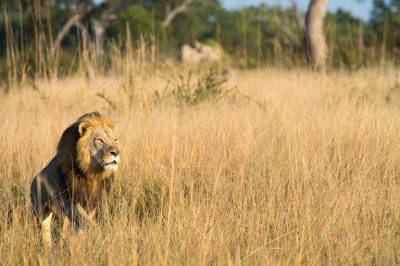 contenuto 100% originale