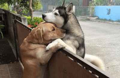 contenuto 100% originale