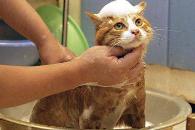gatto lavaggio