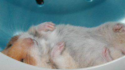 contenuto 100% originale