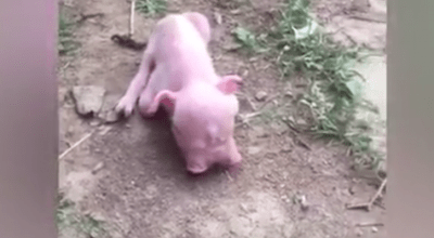 contenuto 100% originale