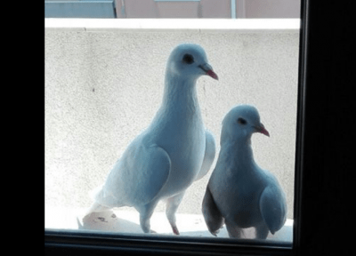 contenuto 100% originale