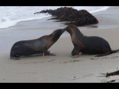 foche che si baciano