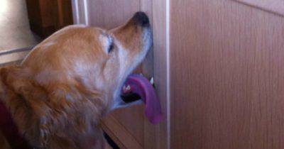 contenuto 100% originale