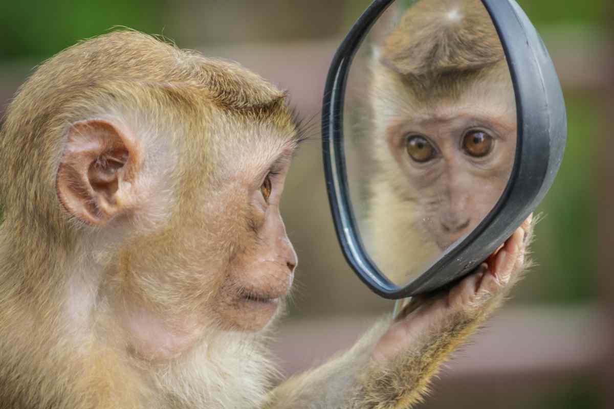 scimmia si guarda allo specchio