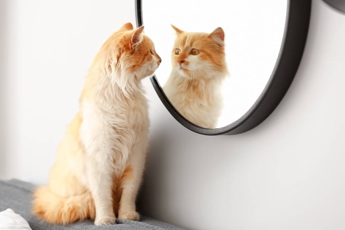gatto si guarda allo specchio