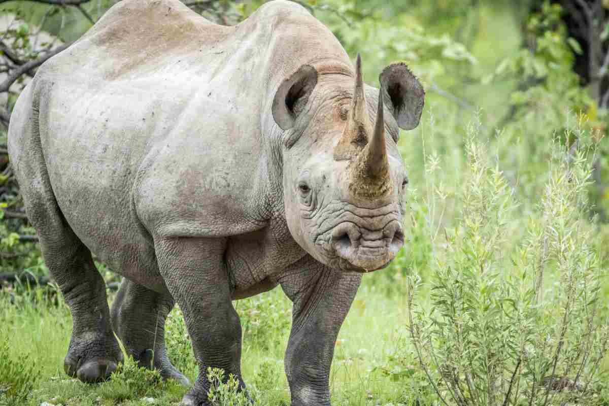 rinoceronte