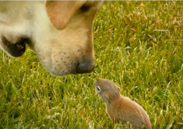 Il Cane Che Gioco Con Il Cucciolo Di Scoiattolo