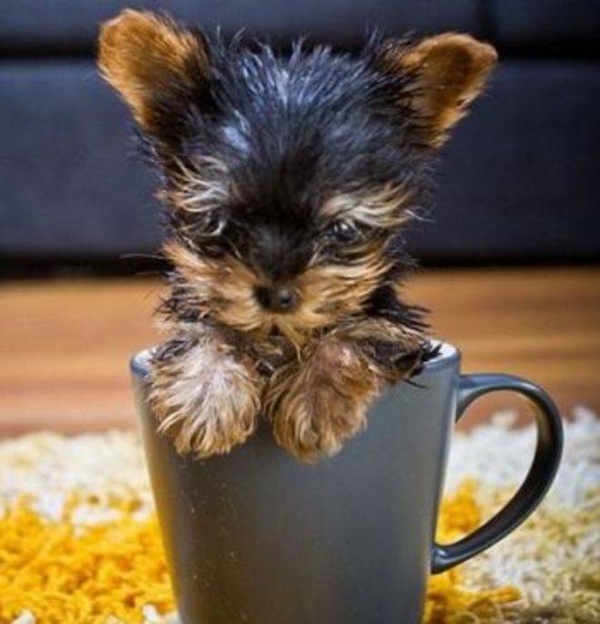 Il Cane Più Piccolo Del Mondo Show Dei Record