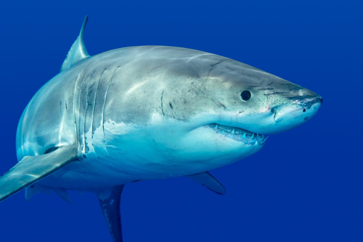 squalo bianco nuota
