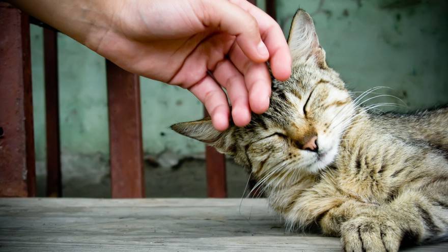 pet therapy vantaggi