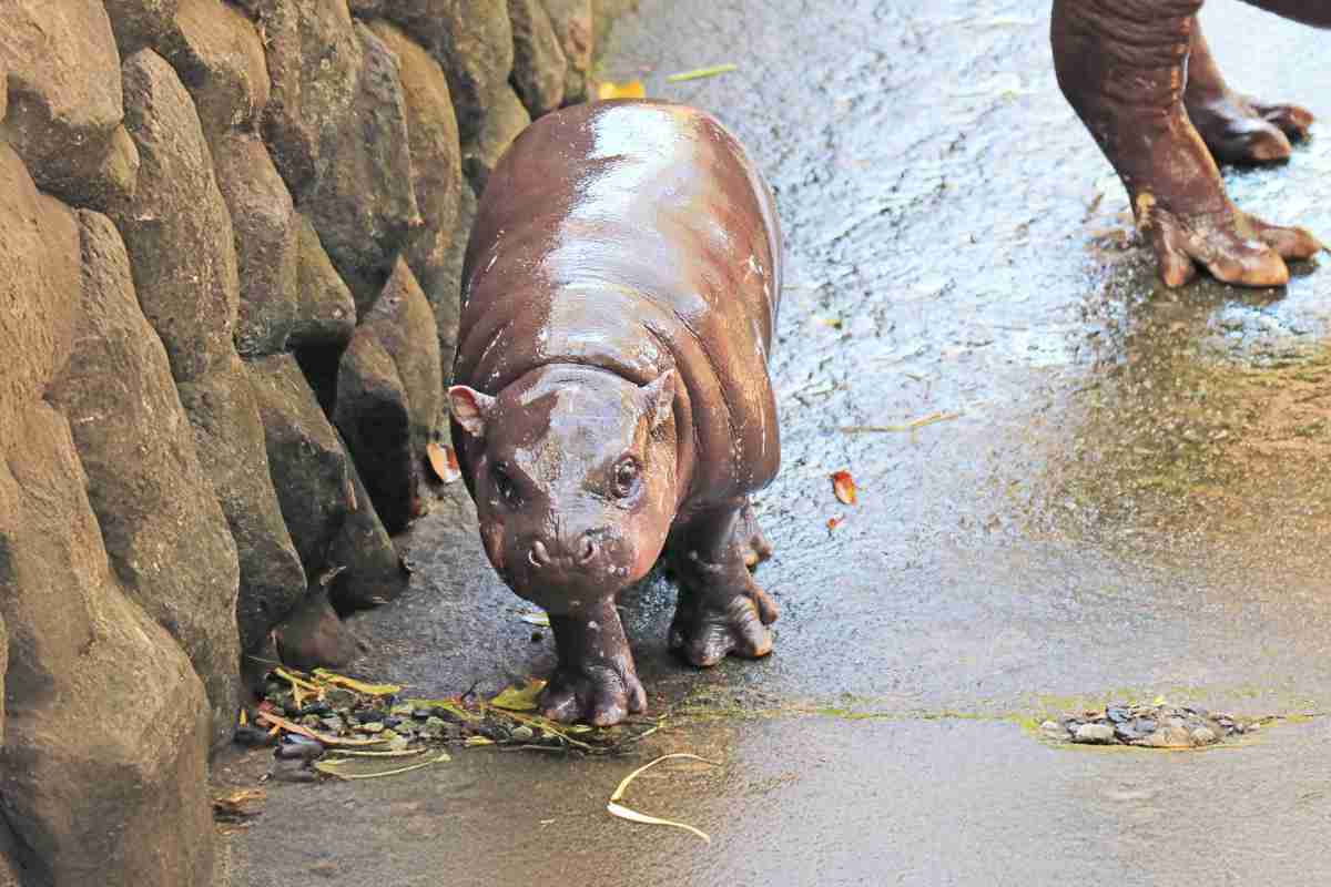 cucciolo ippopotamo