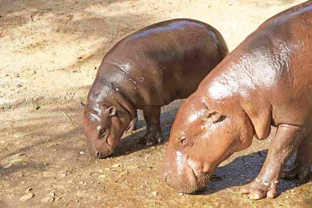 cuccioli ippopotamo