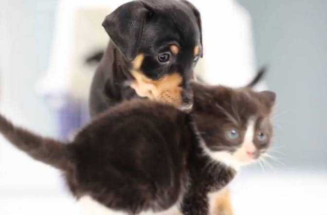 Cuccioli Di Cani E Gatti A Confronto Per La Prima Volta Video
