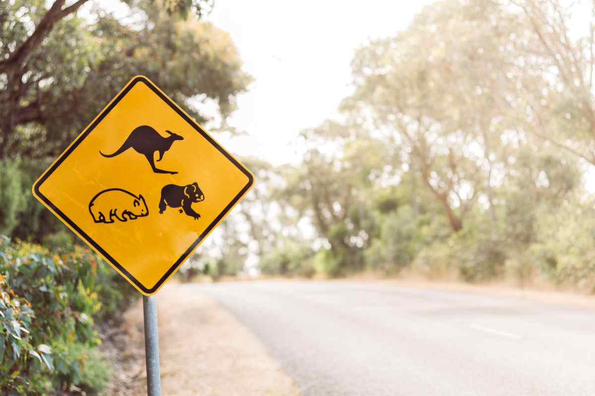 cartelli stradali animali attraversamento