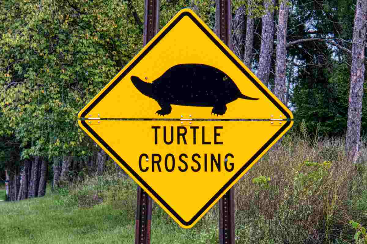 cartello stradale attraversamento tartarughe
