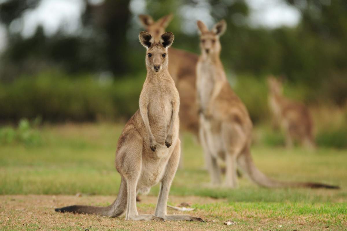canguri