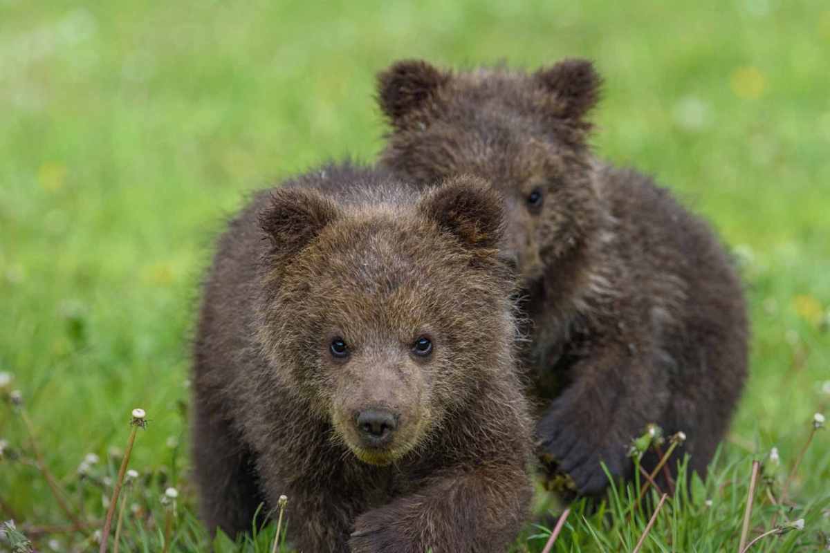 orsi piccoli