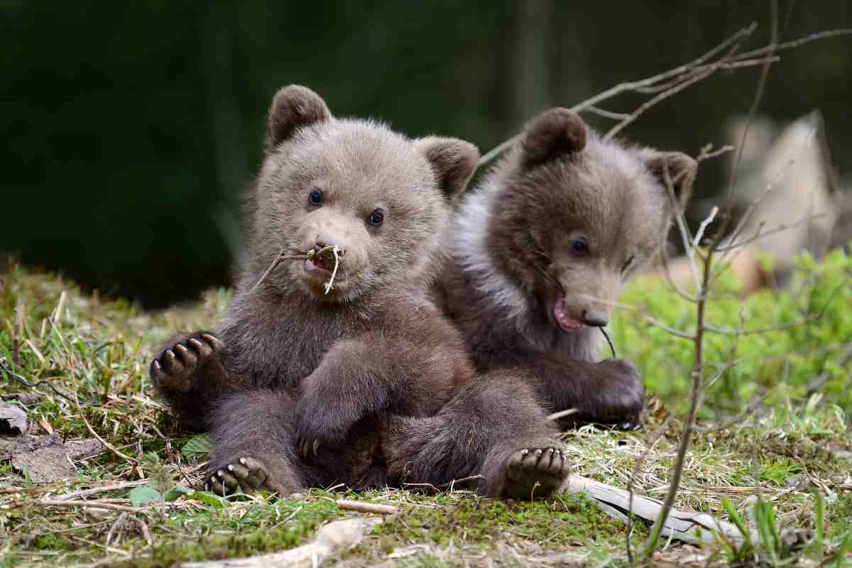 cuccioli orso