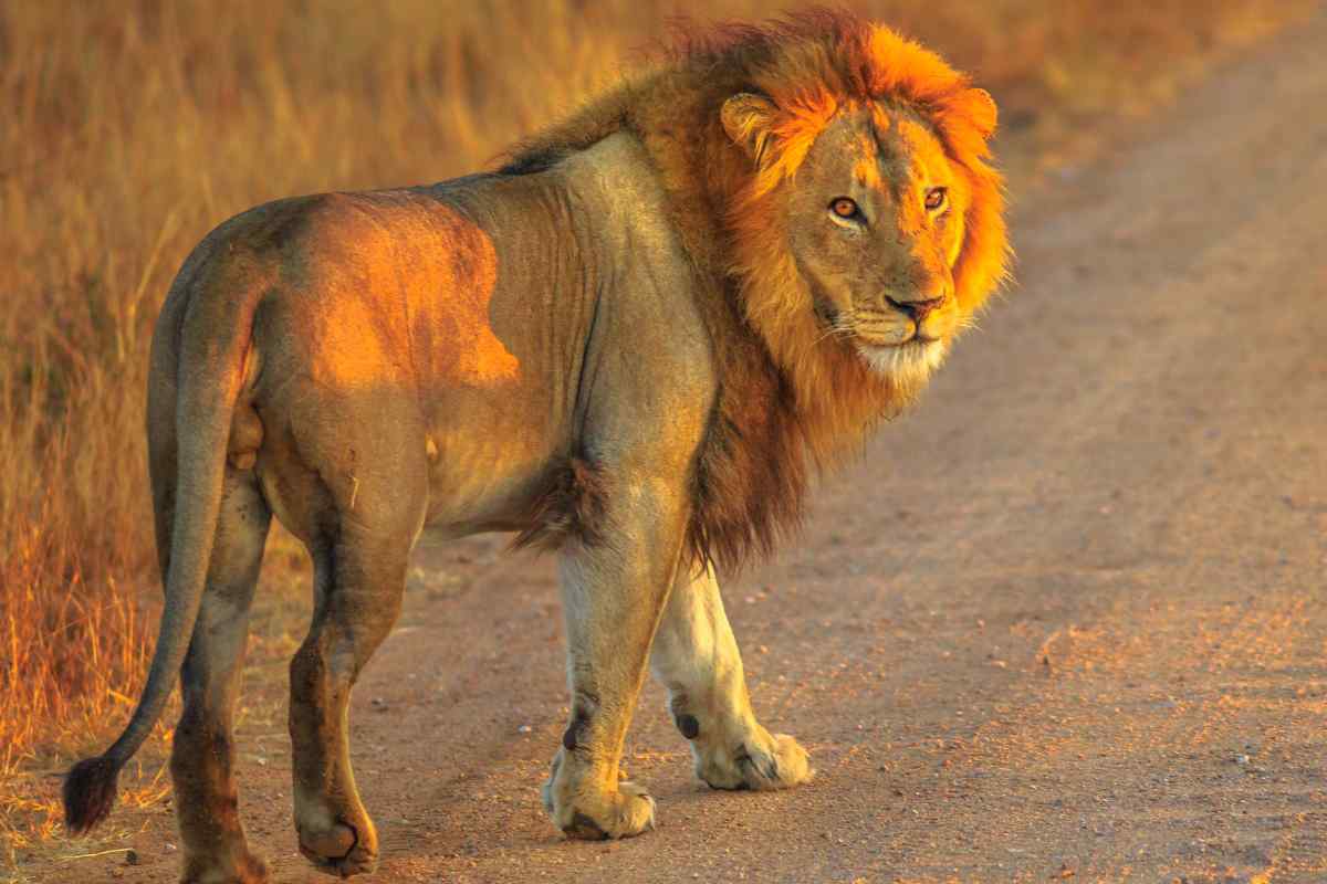 leone che cammina