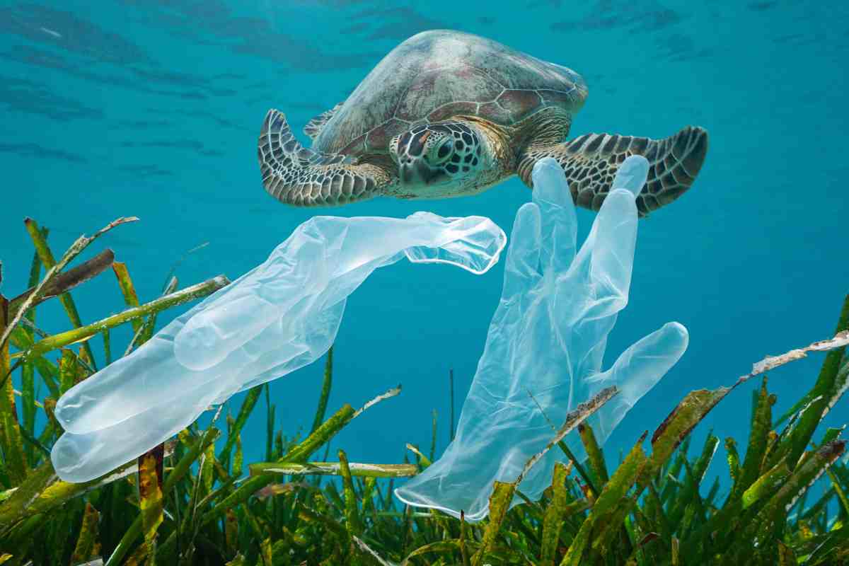 tartaruga buste mare