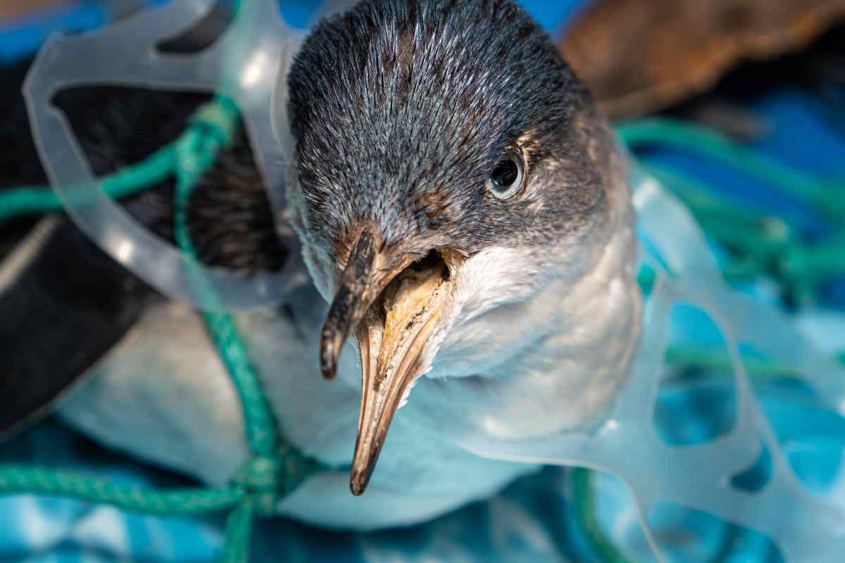 uccello impigliato nella plastica