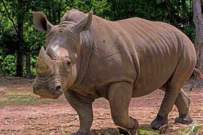 rinoceronte che cammina