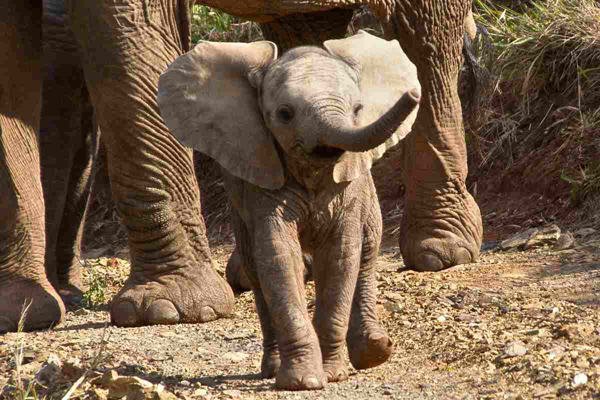 cucciolo di elefante