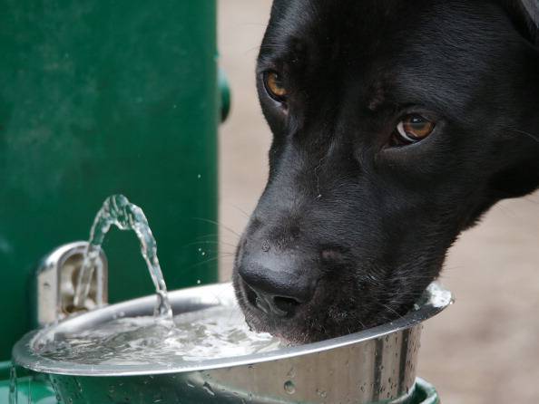cani che bevono acqua