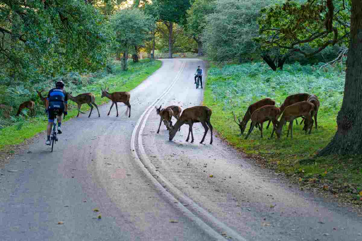 strada cerbiatti ciclista