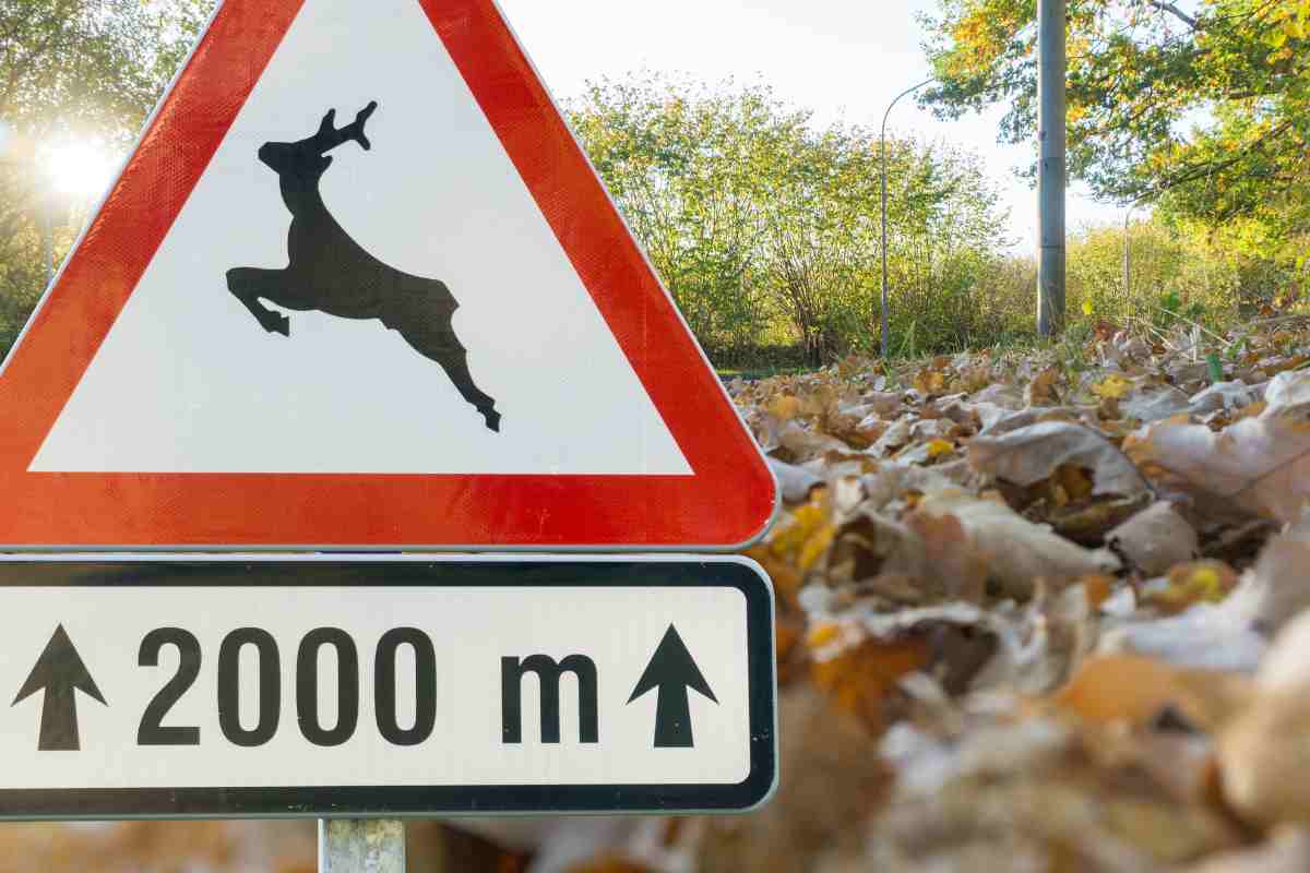 cartello animali selvatici