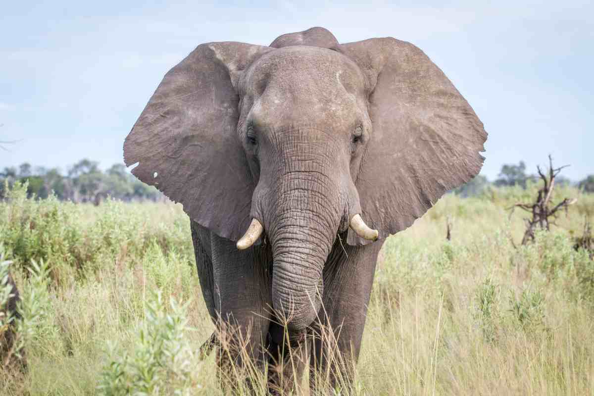 elefante
