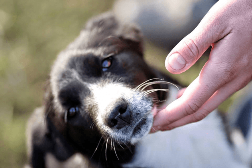 il cane non si fa accarezzare