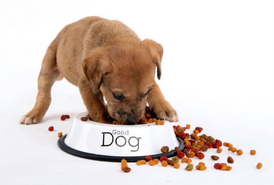Quando cambiare dieta alimentare cane