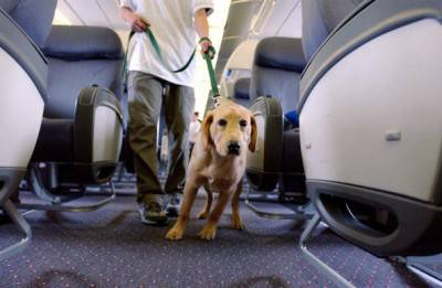 viaggiare con il cane