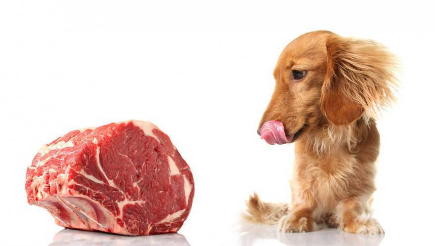 carne cruda al cane si o no