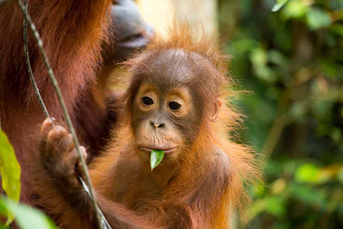 cucciolo orangotango con foglia in bocca