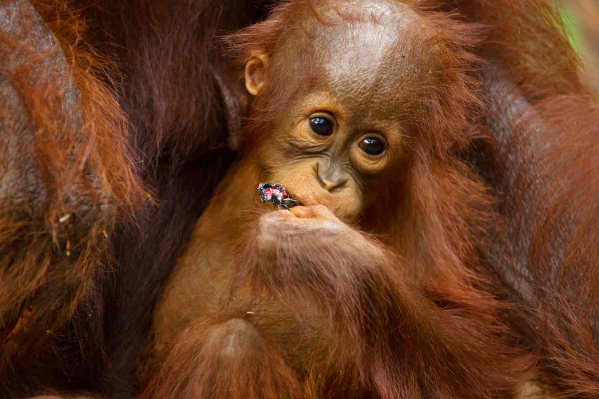 cucciolo orangotango