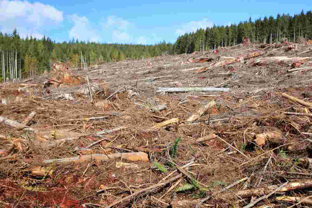 foresta alberi tagliati