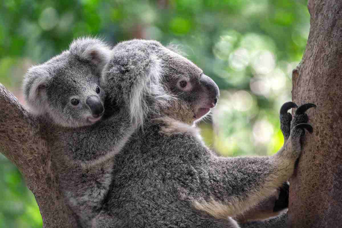 koala su albero