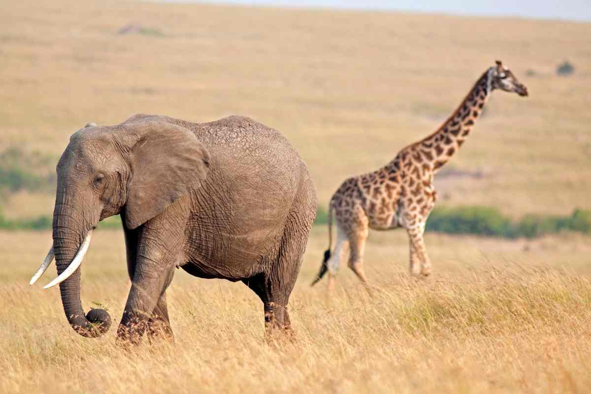 giraffa elefante