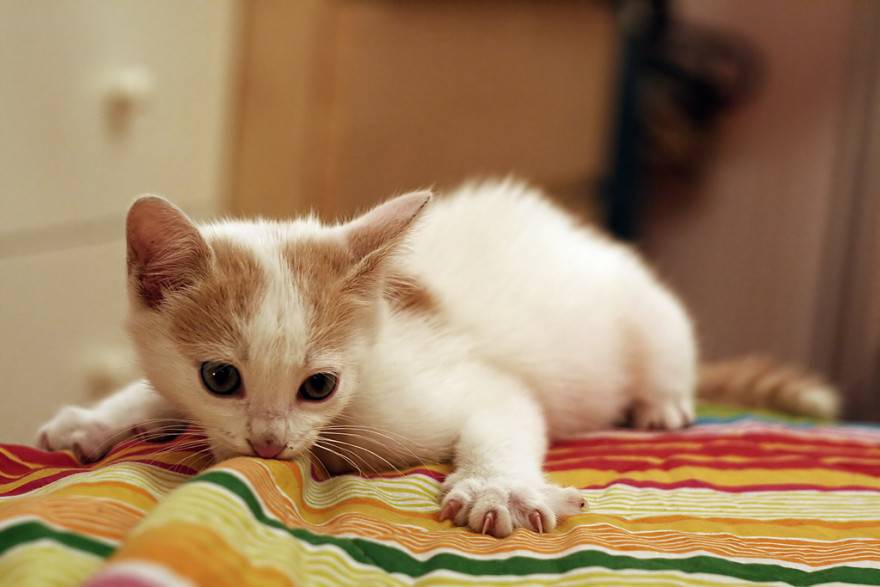 Quando Smette Di Crescere Un Gatto